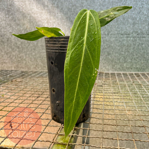 Anthurium warocqueanum