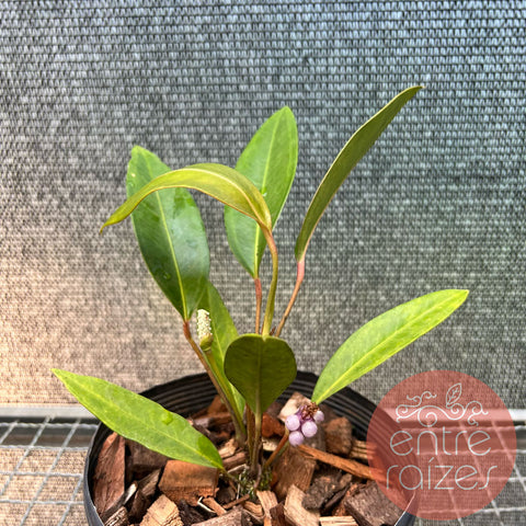 Anthurium obtusum