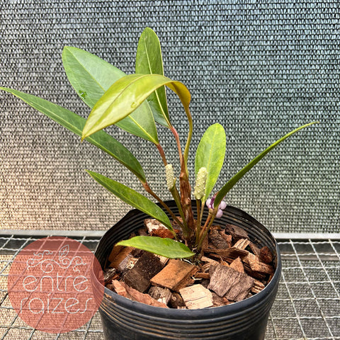 Anthurium obtusum