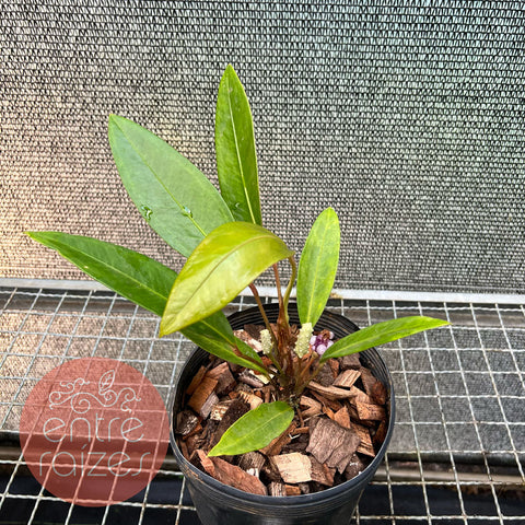 Anthurium obtusum