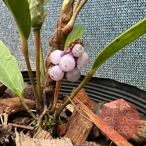 Anthurium obtusum