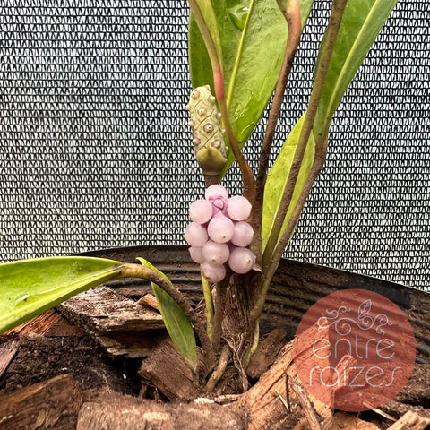 Anthurium sp. 'Pérola'