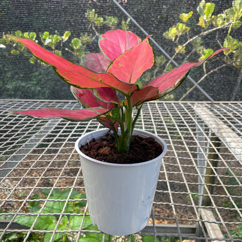 Aglaonema Cherry baby