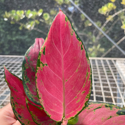 Aglaonema Cherry baby