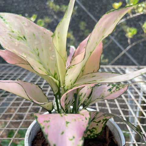 Aglaonema rosy