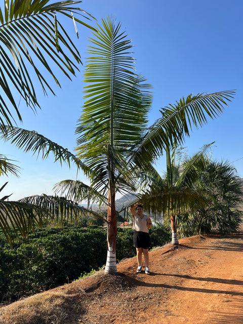 Dypsis leptocheilos
