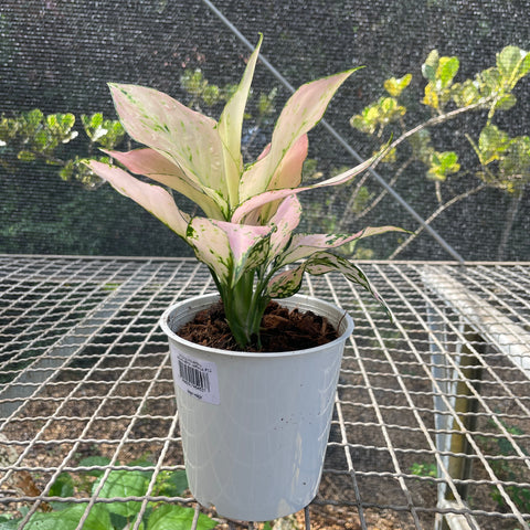 Aglaonema rosy