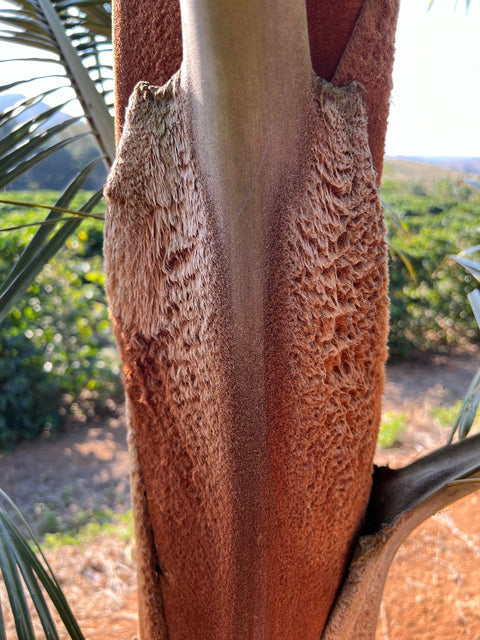 Dypsis leptocheilos