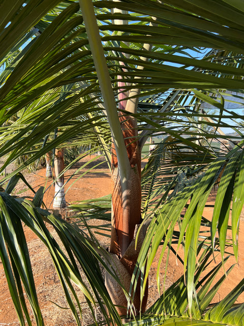 Dypsis leptocheilos