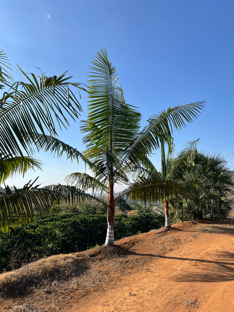 Dypsis leptocheilos