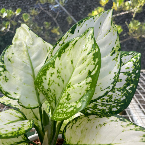 Aglaonema White joy