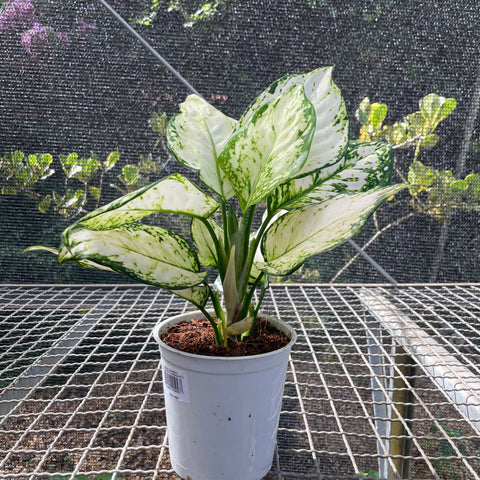 Aglaonema White joy