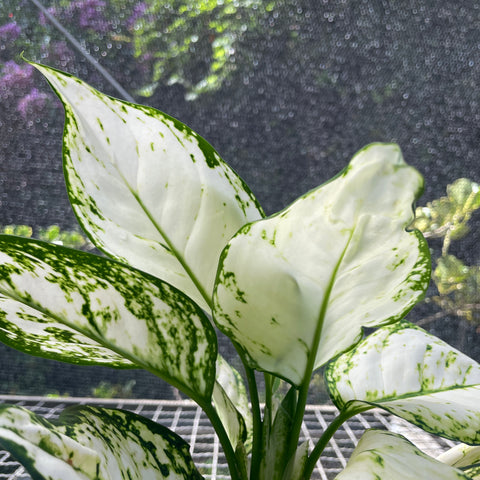 Aglaonema White joy