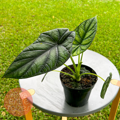 Alocasia baginda 'Dragon Scale'