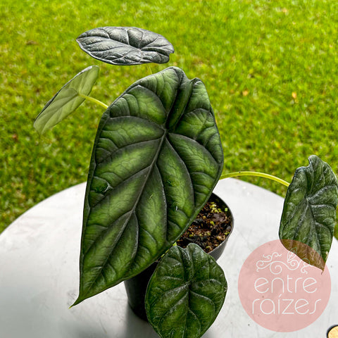 Alocasia baginda 'Dragon Scale'