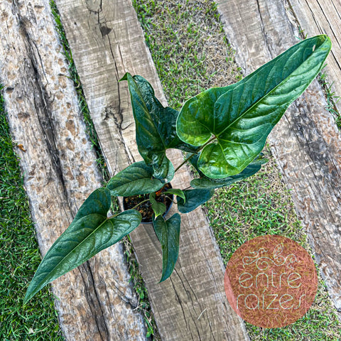 Anthurium effusilobum