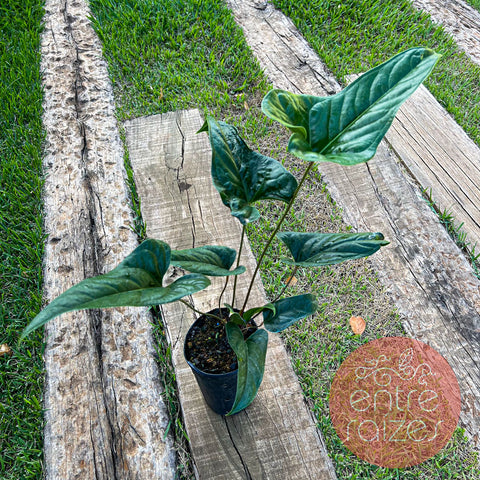 Anthurium effusilobum