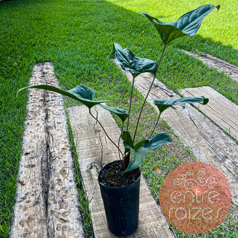Anthurium effusilobum