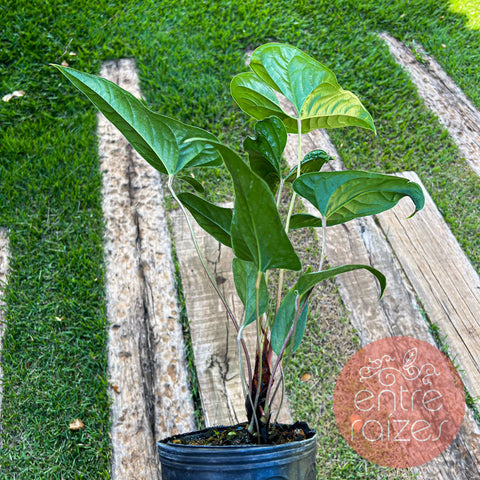 Anthurium effusilobum