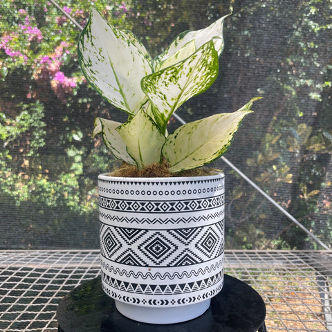 Aglaonema white joy + Cachepot Branco
