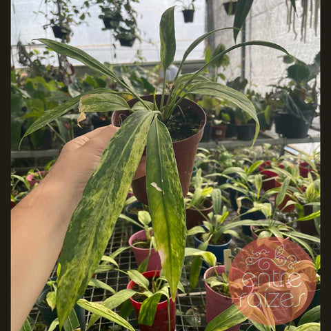 Anthurium vittarifolium 'variegata'