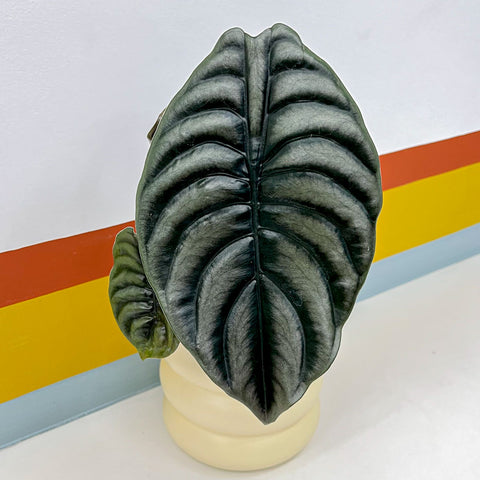 Alocasia cuprea + cachepot ondas em cerâmica