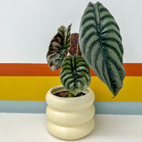 Alocasia cuprea + cachepot ondas em cerâmica