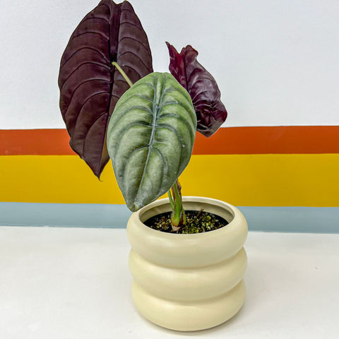 Alocasia cuprea + cachepot ondas em cerâmica