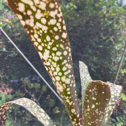 Billbergia fantasia