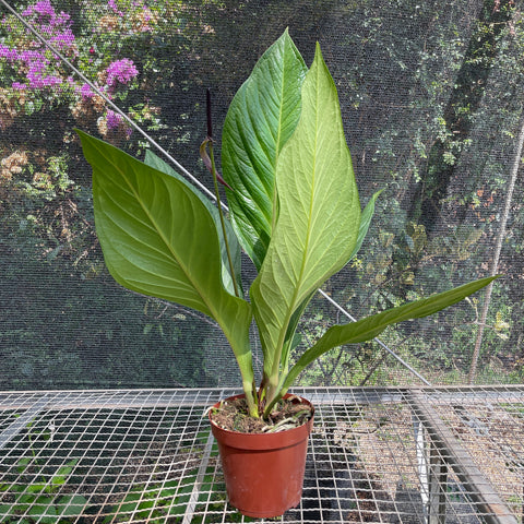 Anthurium Jenmanii