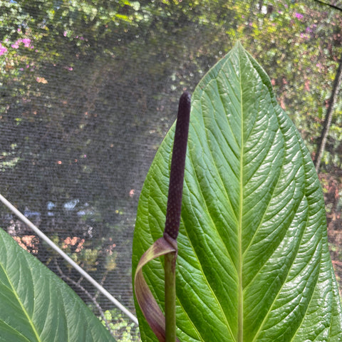 Anthurium Jenmanii
