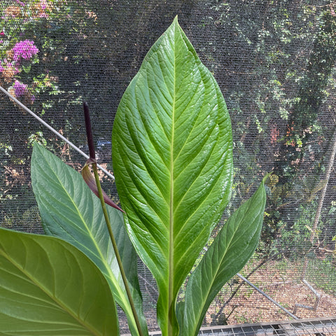 Anthurium Jenmanii