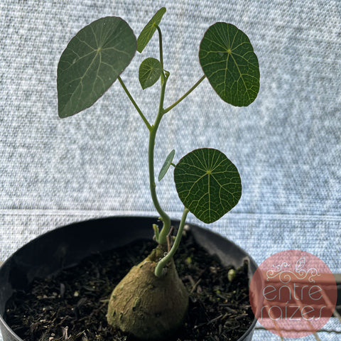 Stephania erecta