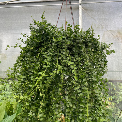Dischidia Ruscifolia