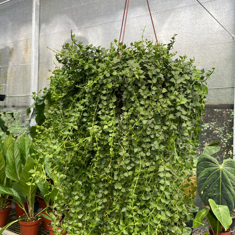 Dischidia Ruscifolia