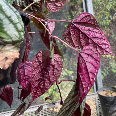 Cissus Javana