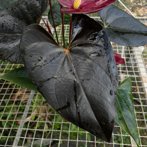 Anthurium 'Delicata'