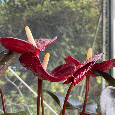 Anthurium 'Delicata'