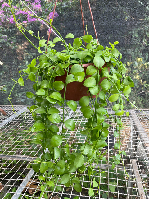 Dischidia Geri