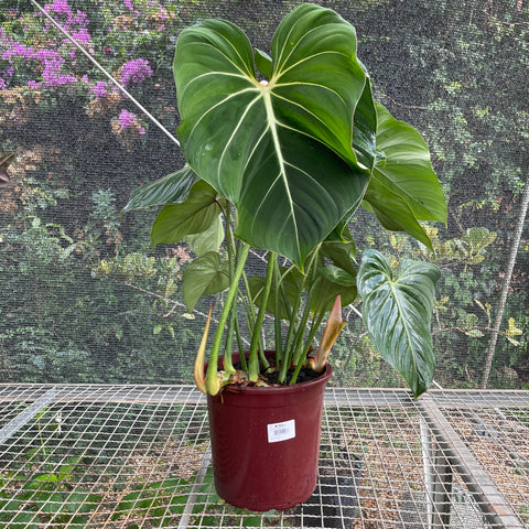 Philodendron gloriosum