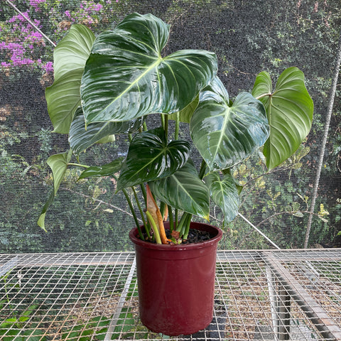 Philodendron gloriosum