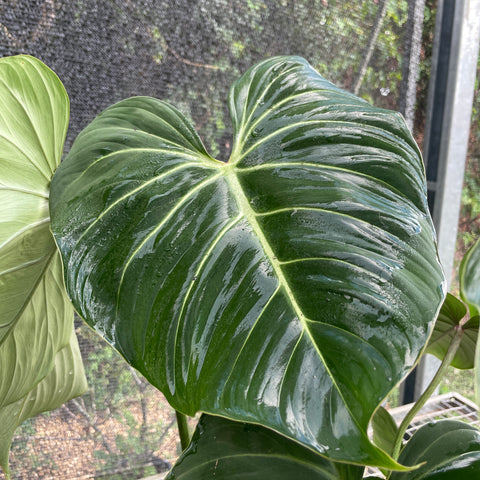 Philodendron gloriosum