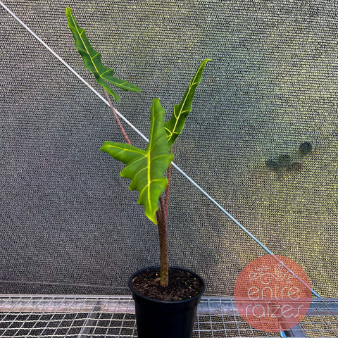 Alocasia sarian M