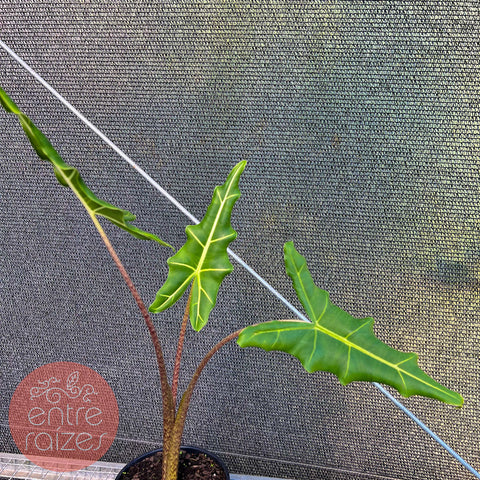 Alocasia sarian M