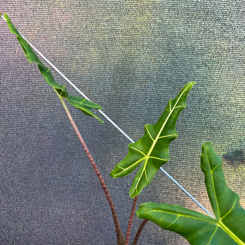 Alocasia sarian M
