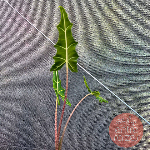 Alocasia sarian M