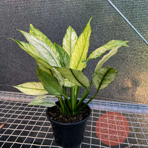 Lírio Da Paz Variegada - Flor Branca
