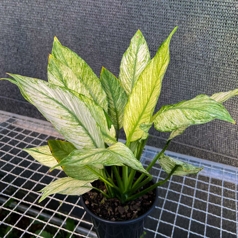 Lírio Da Paz Variegada - Flor Branca