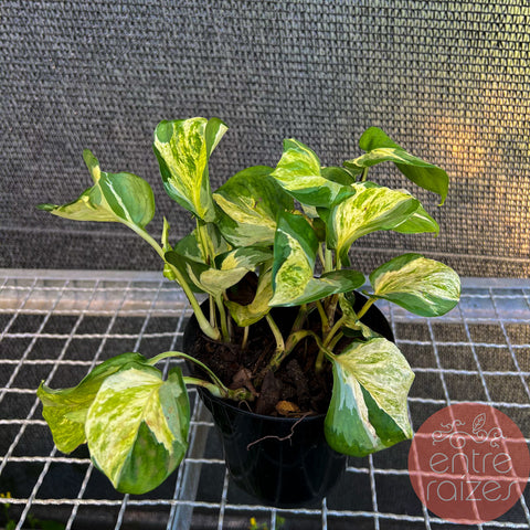 Epipremnum aureum 'Manjula'