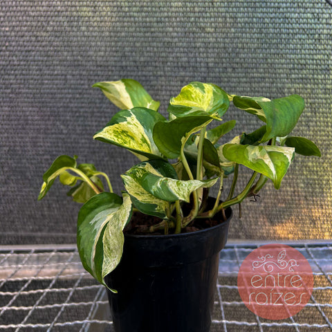 Epipremnum aureum 'Manjula'
